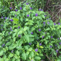 1kg cây đuôi chuột hoa tím hỗ trợ tiểu đường ,huyết áp