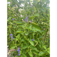 1kg cây đuôi chuột ( mạch lạc)