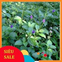 1kg Cây Đuôi Chuột tươi