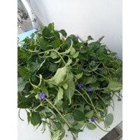 1kg cây đuôi chuột tuoi