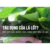 1kg Cây lá lốt khô - LCS236