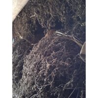 1kg cây thạch đen (loại 1 dùng để nấu thạch), sương sáo cao bằng,- (1kg)NẤU ĐƯỢC 25- 28 CÂN THẠCH THÀNH PHẨM/