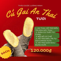 1kg Củ Gai An Thai tươi, Dưỡng thai, Ổn định thai kỳ, Giảm co bóp tử cung [Thảo Dược Lương Minh]