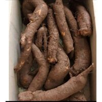 1kg củ gai tươi, củ gai khô an thai cho bà bầu