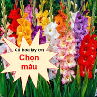1kg Củ giống hoa lay ơn ( Đỏ - Vàng ) - Hoa to đẹp, nở nhiều, lâu phai