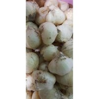1KG CỦ NÉN HÀNH TĂM , LOẠI 1 CỦ ĐẠI HÌNH SHOP CHỤP ( ĐẶC SẢN QUẢNG TRỊ )
