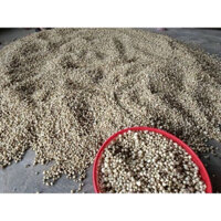 1kg Củ Nén Hành Tăm Vụ 2024 nhà trồng không thuốc