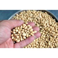 1kg ĐẬU NÀNH/ ĐỖ TƯƠNG QUÊ 100% - dùng ủ mầm, làm sữa đậu nành, làm đậu hũ, ngũ cốc