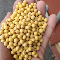 1kg Đậu nành quê hạt nhỏ ( đậu quê để ủ mầm, làm sữa đậu nành, làm đậu hũ, ngũ cốc)