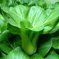 1KG Hạt Giống Cải Thìa (| W12*X41)