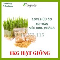 1KG HẠT GIỐNG CỎ LÚA MÌ NHẬP KHẨU ÚC