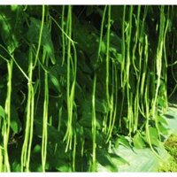 1KG Hạt Giống Đậu Đũa Xanh (| Y43*W23)
