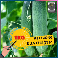 1KG Hạt Giống Dưa Chuột Nếp