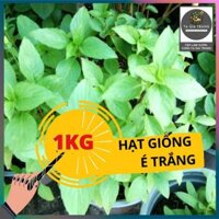 1Kg Hạt giống é trắng - Shop hạt giống Tạ Gia Trang