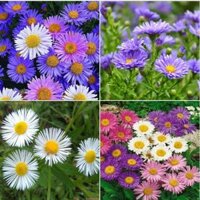 1KG Hạt Giống Hoa Cúc Thạch Thảo Mix Màu ( Hàng Việt Nam Nảy Mầm Trên 95%) - hatgiongcaytronggiasi