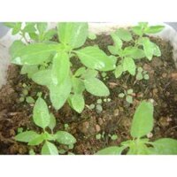 1KG Hạt Giống Húng Thơm Trắng | Rau É Trắng | Rau Gia Vị (| C55*X33)