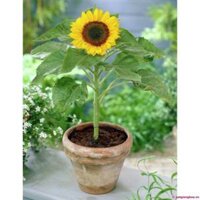 1KG Hạt Giống Hướng Dương Lùn 30cm (| -KD: B2*V35)