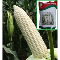 1KG - Hạt Giống Ngô ( Bắp ) Nếp Dẽo Trắng Thái