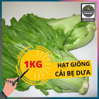 1KG - Hạt giống rau cải bẹ dưa (cải bẹ đông dư - cải bẹ trám muối dưa)