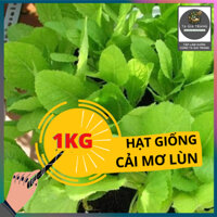 1Kg Hạt Giống Rau Cải Mơ Lùn