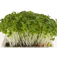 1KG Hạt Giống Rau Mầm Cải Ngọt (| Y10*W63)