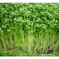 1Kg hạt giống rau mầm cải ngọt