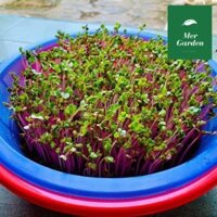 1KG Hạt giống rau mầm củ cải đỏ - Hạt giống mới, tỉ lệ nảy mầm cao