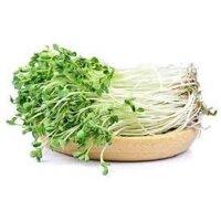 1KG HẠT GIỐNG RAU MẦM CỦ CẢI TRẮNG - DỄ TRỒNG DỄ CHĂM