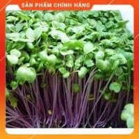 1KG HẠT GIỐNG RAU MẦM CỦ CẢI ĐỎ
