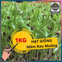 1KG Hạt giống rau mầm rau muống (rau muống mầm)