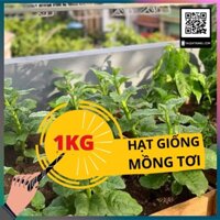 1KG Hạt giống rau mồng tơi xanh (mùng tơi)