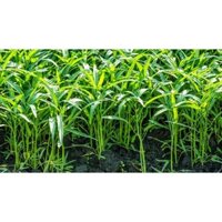 1kg Hạt giống rau muống cao sản MT năng suất cao.