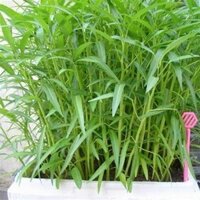 1kg hạt giống rau muống thái