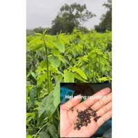 1kg hạt giống rau ngót ta siêu ngọn lá nhỏ - hatgiongcaytronggiasi