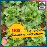 1KG Hạt giống rau xà lách chịu nhiệt minetto - xà lách Mỹ giòn