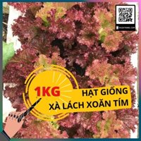 1KG Hạt giống xà lách xoăn tím tím (xà lách tím - lolo tím)