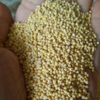 1kg HẠT KÊ NẾP VÀNG - THƠM DẺO