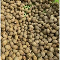 (1kg) Hạt Ươi Sẽ, ươi Bay, Lượm, hạt già, nở to