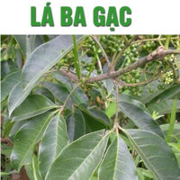 1Kg Lá Cây Ba Gạc (3 Chạc) Tươi Chuyên Tắm Ghẻ Ngứa, Mụn Nhọt, Mề Đay