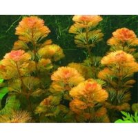 1kg la hán đỏ thủy sinh cây dài