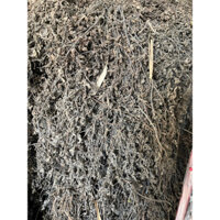 1Kg Lá Thạch Đen - Cây Thạch Đen - sương sáo - lá thạch đen nương - lá thạch làm thạch đen