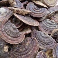 1kg nấm linh chi rừng ( hồng chi) điện biên