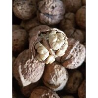 1kg Nhân Óc Chó Mỹ - Hạt chưa rang