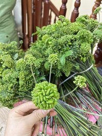 1kg Quả sâm Ngọc Linh mua nhiều giảm giá