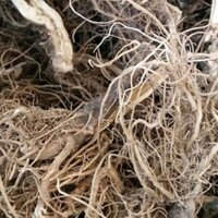 1kg rễ cây bồ công anh sấy khô