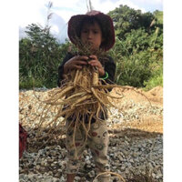 1kg Sâm dây Ngọc Linh KonTum (10củ/kg)