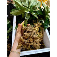 1kg sâm ngọc linh size 3củ/kg