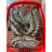 1kg tôm sú tươi size 25con /cân