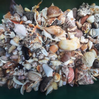 1kg vỏ ốc biển tự nhiên dùng decord, handmade siêu đẹp màu sắc tự nhiên
