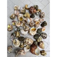 1KG VỎ ỐC MƯỢN HỒN ĐỦ SIZE